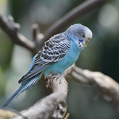 Image showing Blue Budgerigar