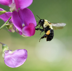 Image showing Bumble-Bee 