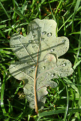 Image showing Oak leaf