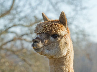 Image showing Alpaca