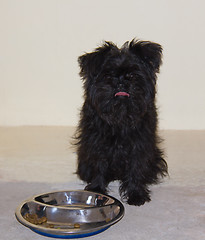 Image showing Affenpinscher Puppy