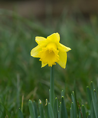 Image showing Daffodil