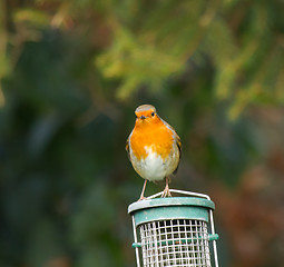 Image showing Robin on Feeder