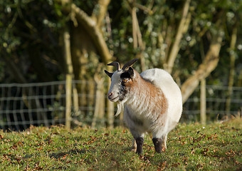 Image showing Long-haired Goat