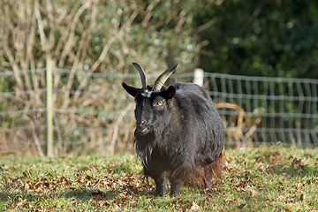 Image showing Long-haired Goat