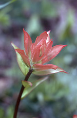 Image showing Flower