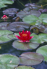 Image showing Water LIly