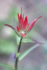 Image showing Flower