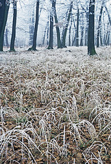 Image showing Winter