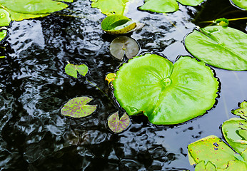 Image showing Lily pads on water surface