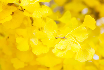 Image showing Yellow leaves of ginkgo