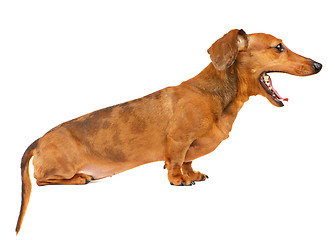 Image showing Dachshund dog