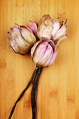 Image showing Dead pink lotus