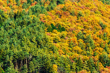 Image showing Autumn forest on mountain