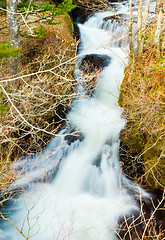 Image showing River in forest