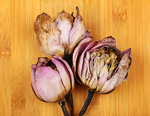 Image showing Dead lotus close up