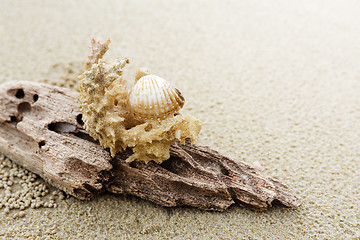 Image showing Driftwood and coral on beach