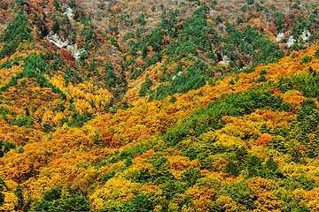 Image showing Autumn forest on mountain