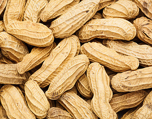 Image showing Peanut