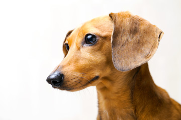 Image showing Dachshund dog