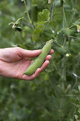 Image showing Beans