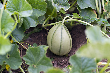 Image showing Pumpkin