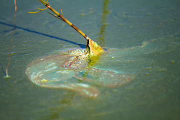 Image showing Algae polluted water (  green scum)