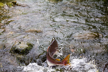 Image showing humpback salmon