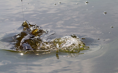 Image showing pike fishing