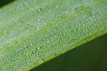 Image showing dew drop 3