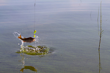 Image showing Perch fishing