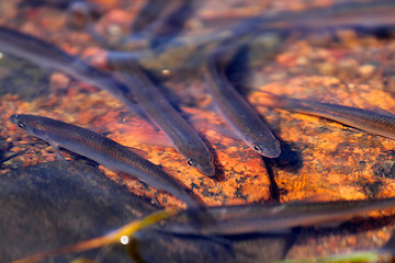 Image showing bleak fish