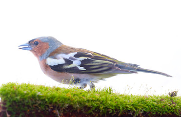 Image showing chaffinch bird