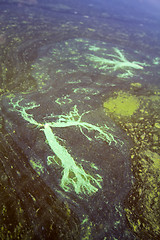 Image showing Algae polluted water (  green scum)