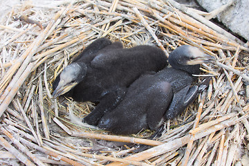 Image showing chick of a cormorant