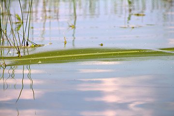 Image showing Algae polluted water (  green scum)