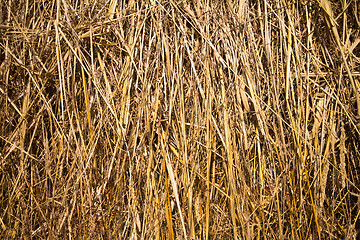 Image showing Dry hay