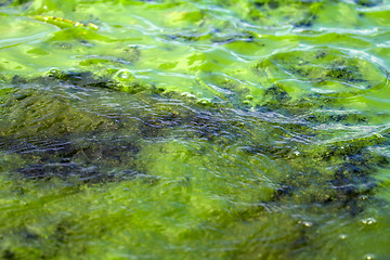 Image showing Algae polluted water (  green scum)