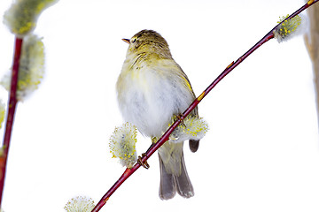 Image showing willow warbler bird