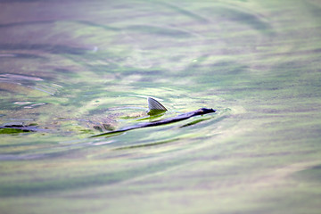 Image showing fish poisoned