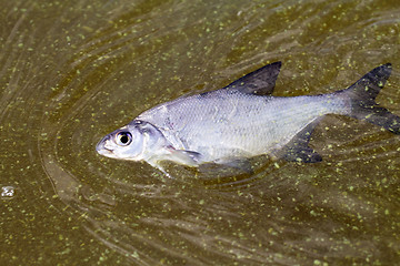 Image showing fish poisoned