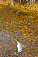 Image showing humpback salmon