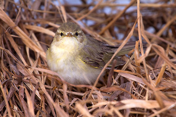 Image showing willow warbler bird