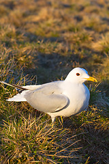 Image showing common seagull bird