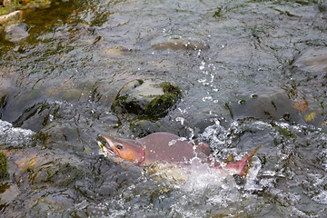 Image showing humpback salmon