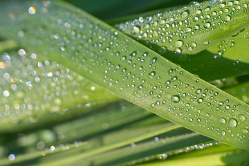 Image showing dew drop 2