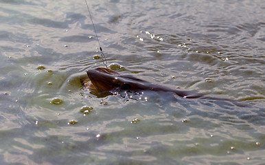 Image showing pike fishing