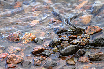 Image showing bleak fish