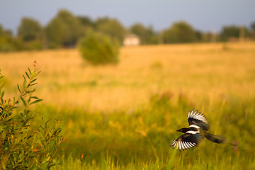 Image showing magpie in flight (Pica pica)