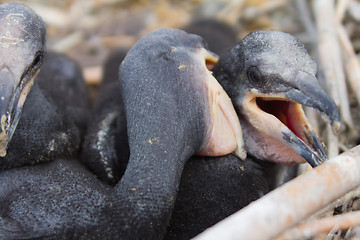 Image showing chick of a cormorant